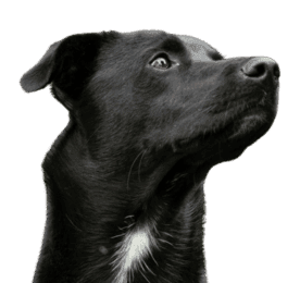 Mit
Trainerbegleitung