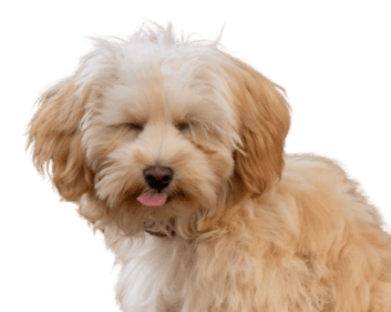 Special Effects
Willkommen