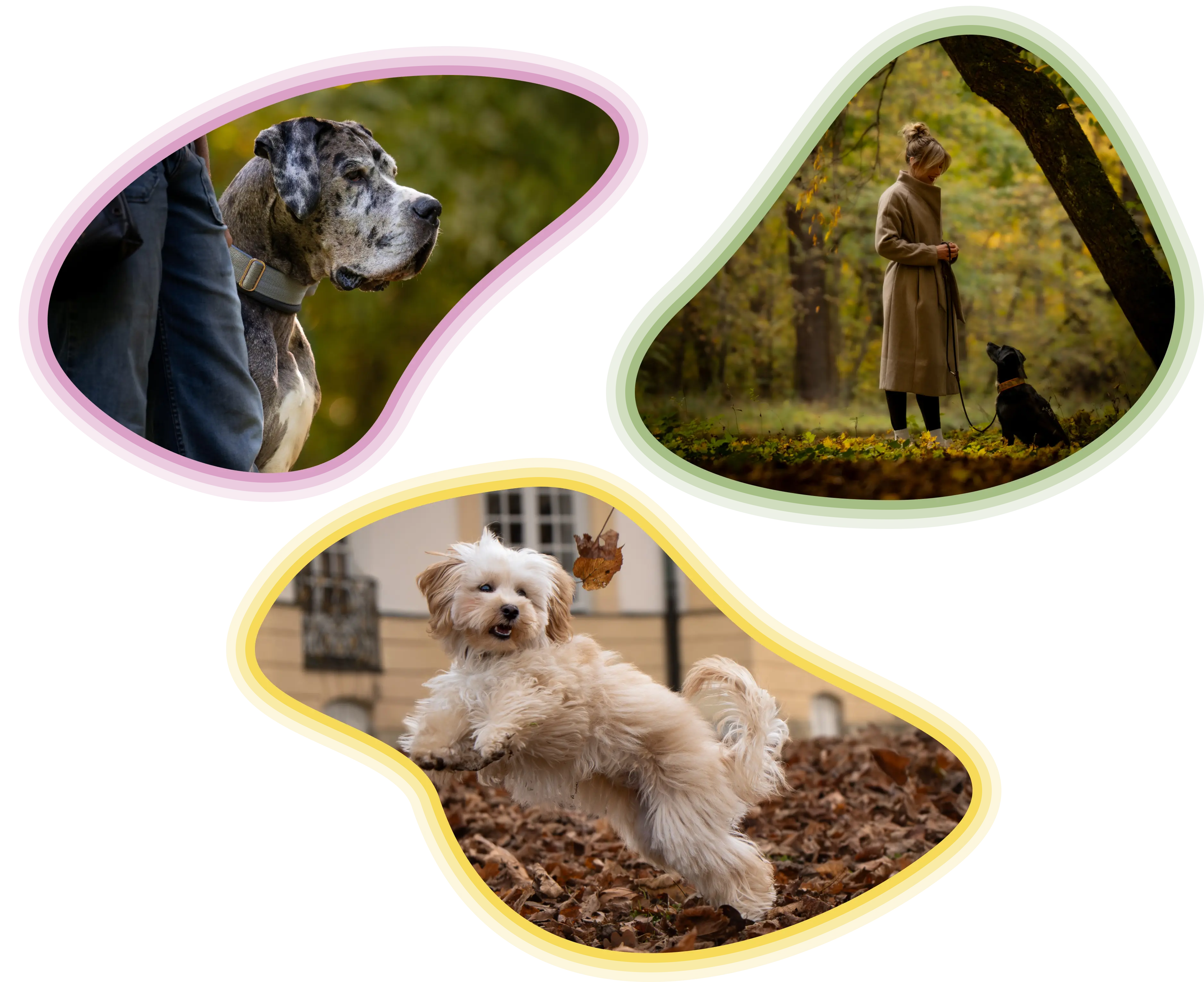 Hundepersönlichkeiten in künstlerischen Rahmen